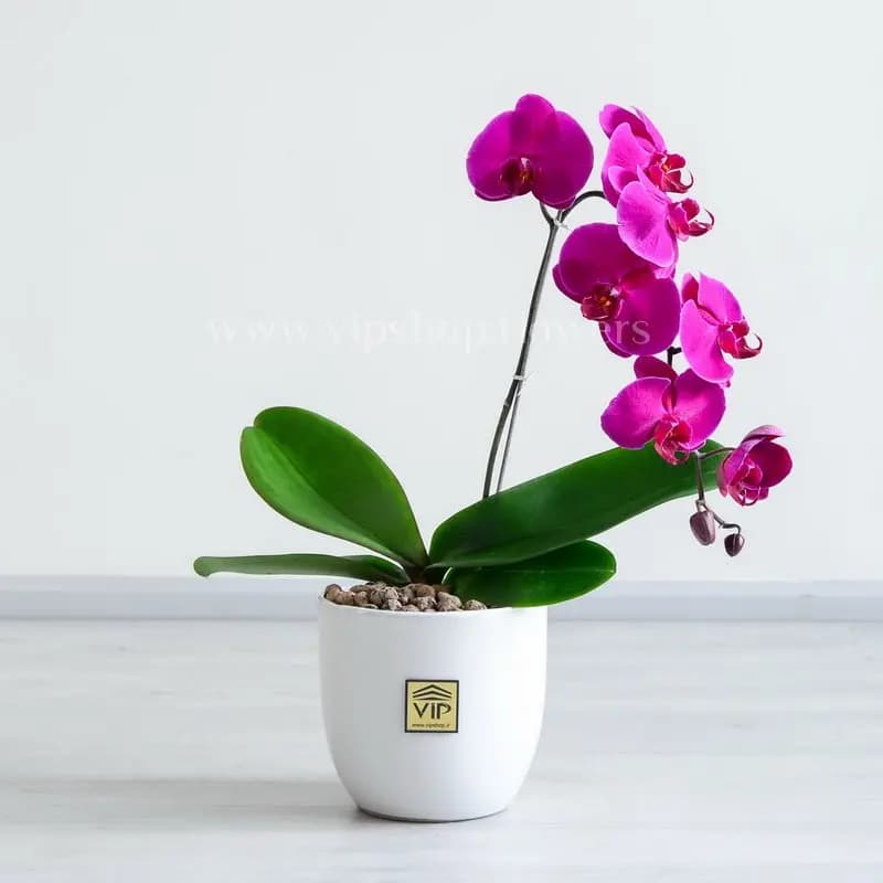 گلدان ارکیده بنفش اشرافی (نماد شکوه و اصالت)